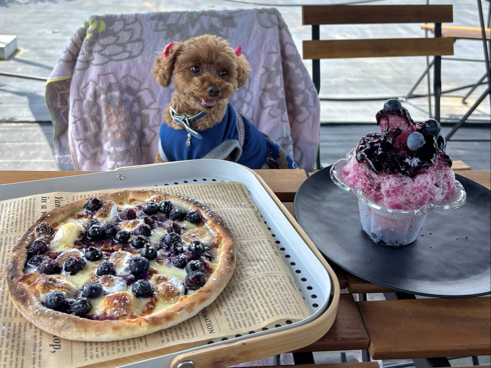 栃木県】真岡市『 いがしら観光農園 BLUEBERRY BASE MOKA 』 | トイ