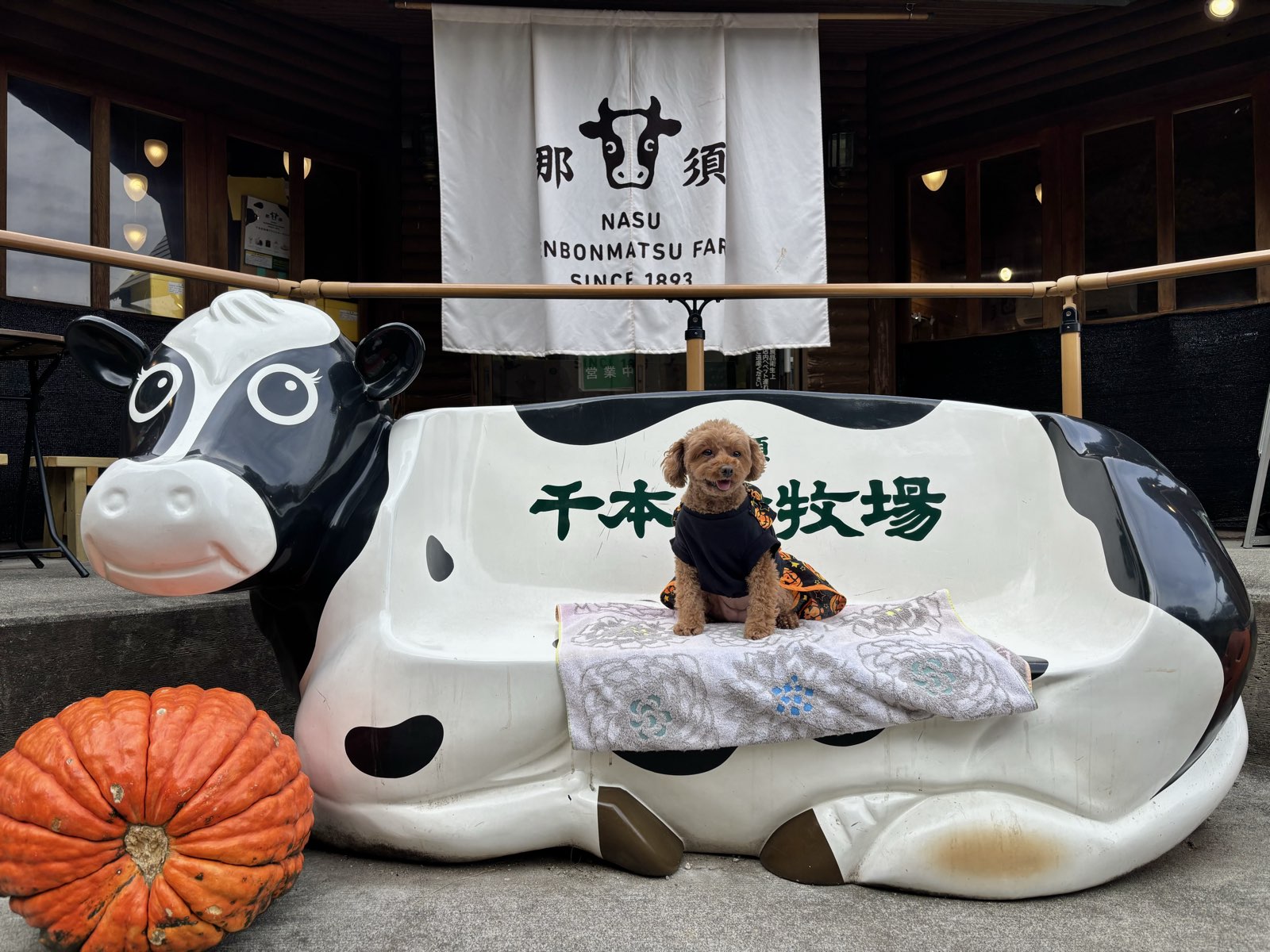 栃木県】那須塩原市『那須千本松牧場』➂ | トイプードルこむぎの